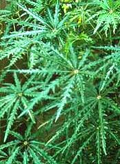 False Aralia